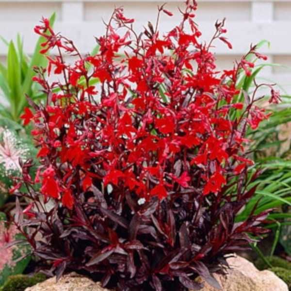 LOBELIA LŚNIĄCA Queen Victoria - sadzonki w doniczkach