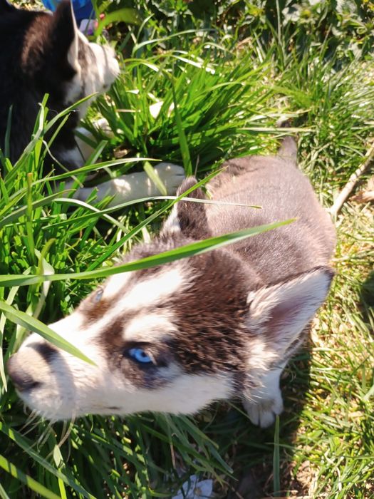 Piesek Siberian Husky