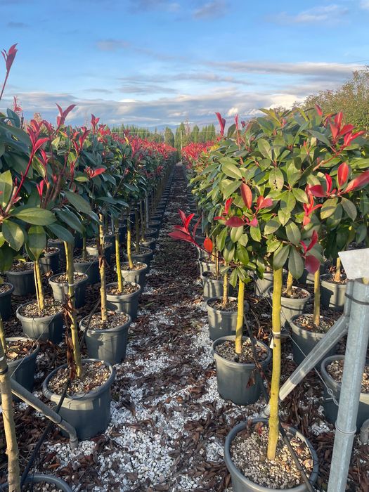 Photinia / Glogownik szczepiony na pniu