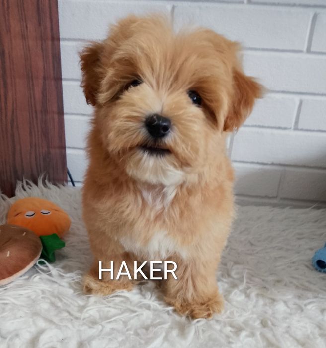 MALTIPOO MINI pieski!!! Maltańczyk &Pudel Toy