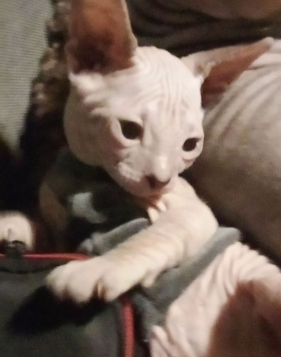 Сфинкс красавчик приглашает принцессу для вязки