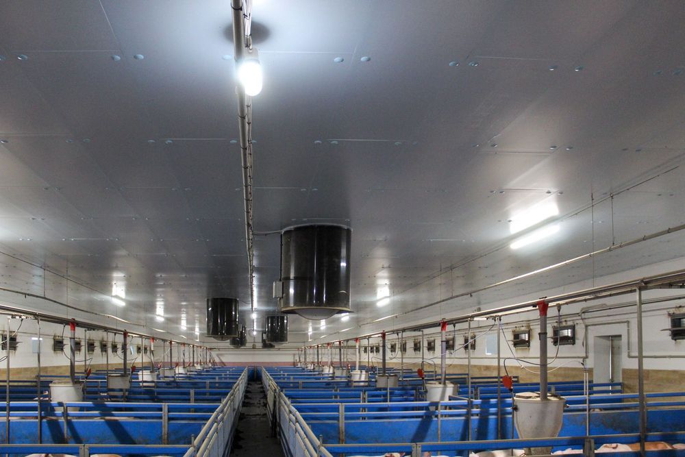 Ocieplenie do Obór Kurników Tuczarni Chlewni Hali Styrodur XPS AGRO