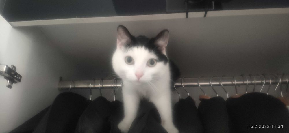 Zaginiona kotka ZUZA