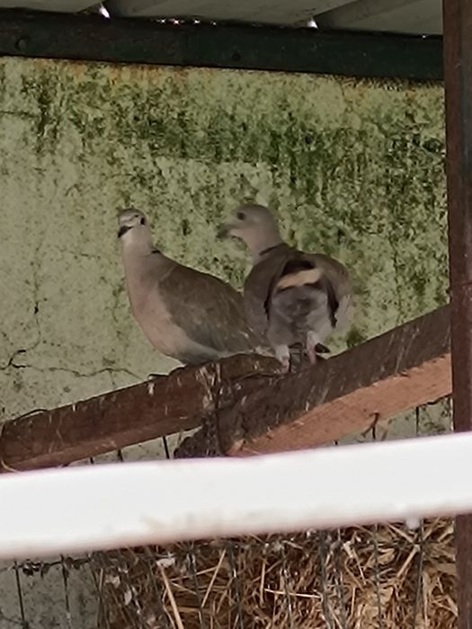 Pombos e Rolas Turcas