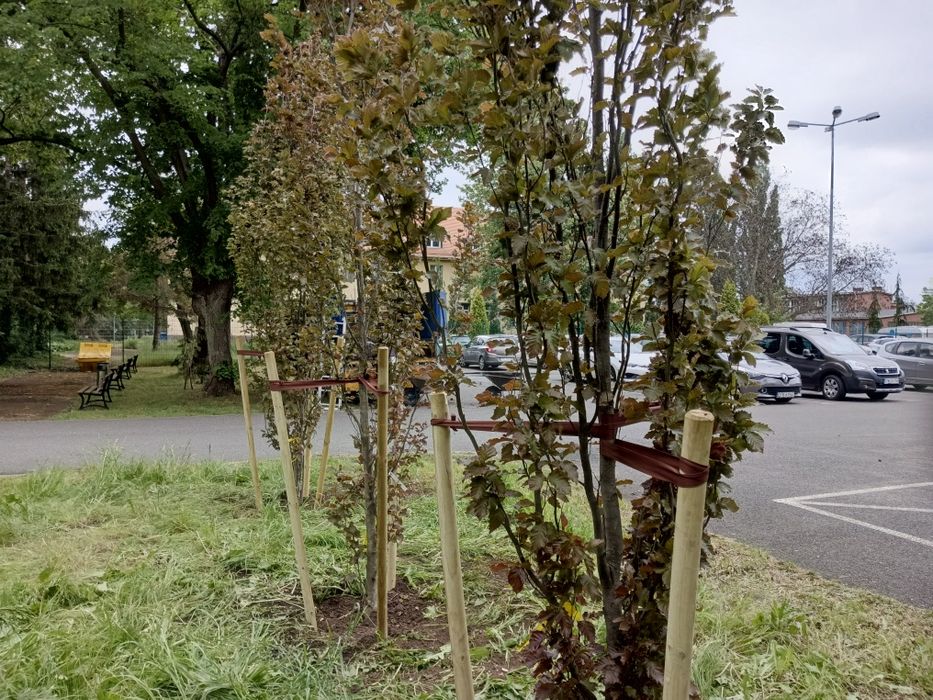 Inwentaryzacja zieleni Zezwolenia Ornitolog Wycinka drzew Nasadzenia