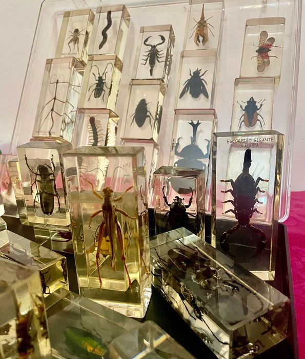 Insetos e aracnídeos em Resina para colecionar