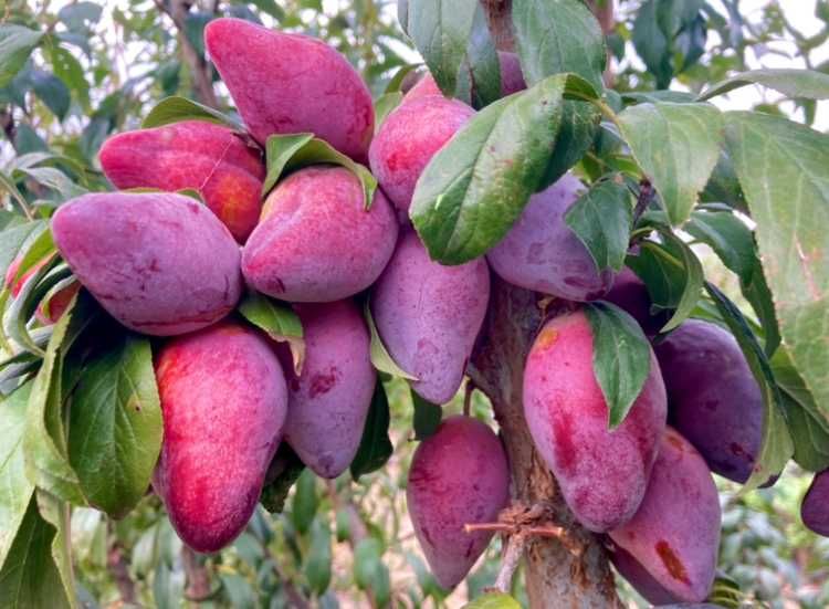 Árvore de Ameixa TUBARÂO VERMELHO