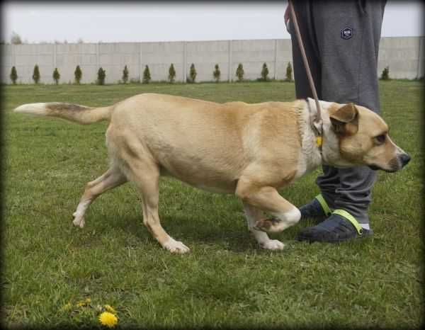 Badi - duży wesoły psiak szuka nowego domku
