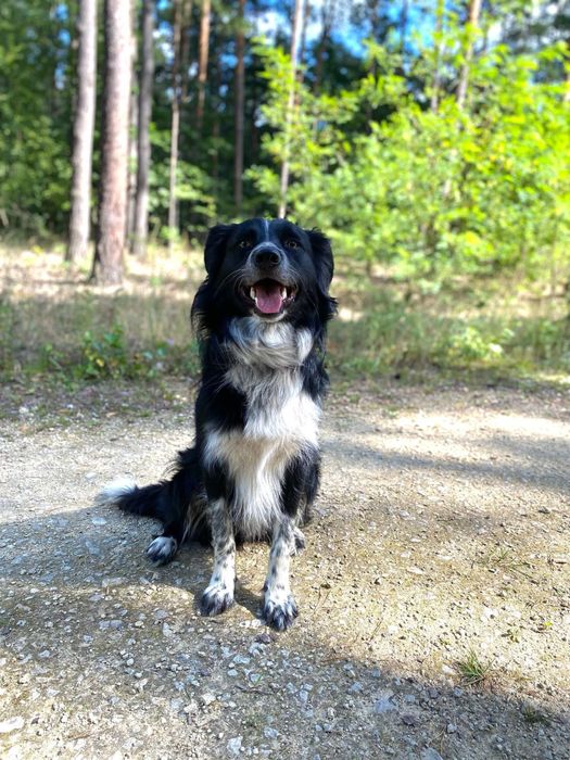 Rufus Border Collie szuka domu!