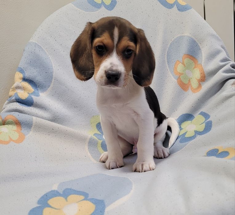 Macho beagle bebé