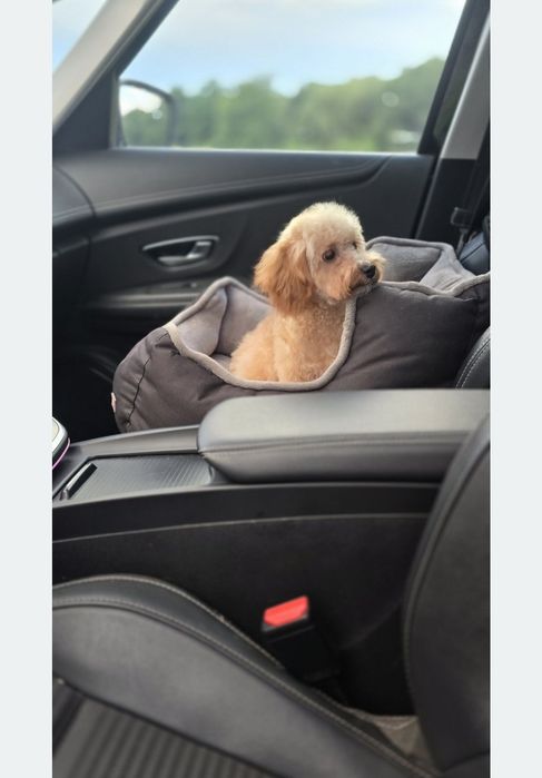 Cavapoo/ słodki chłopczyk