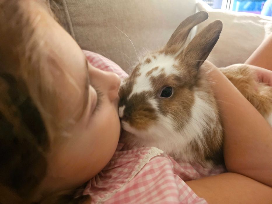 Ofereço Coelho (2 anos)