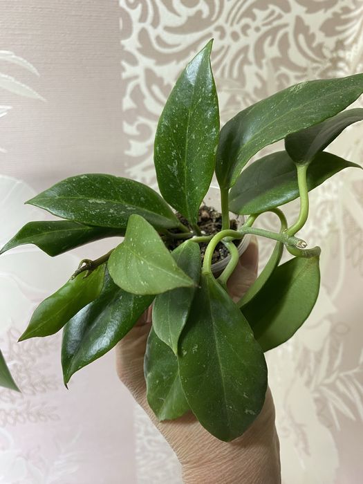 Хойї підрощені сорта різні