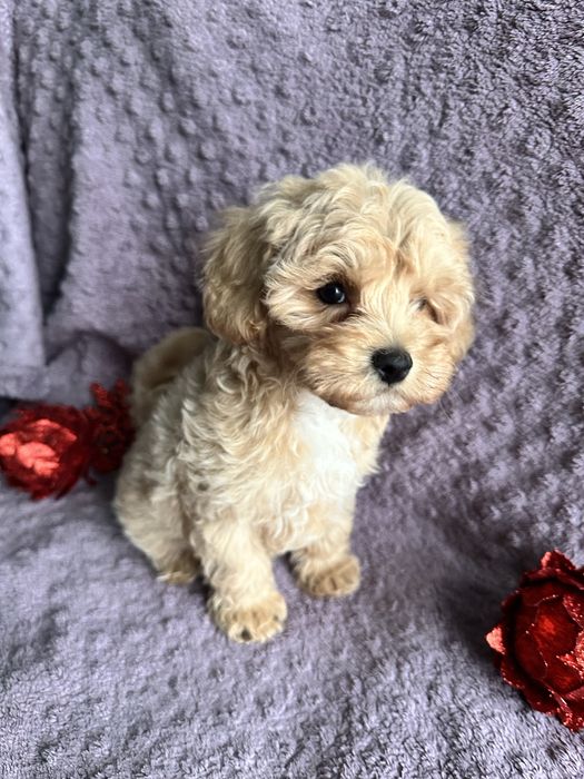 Продам красивые детки мальтипу