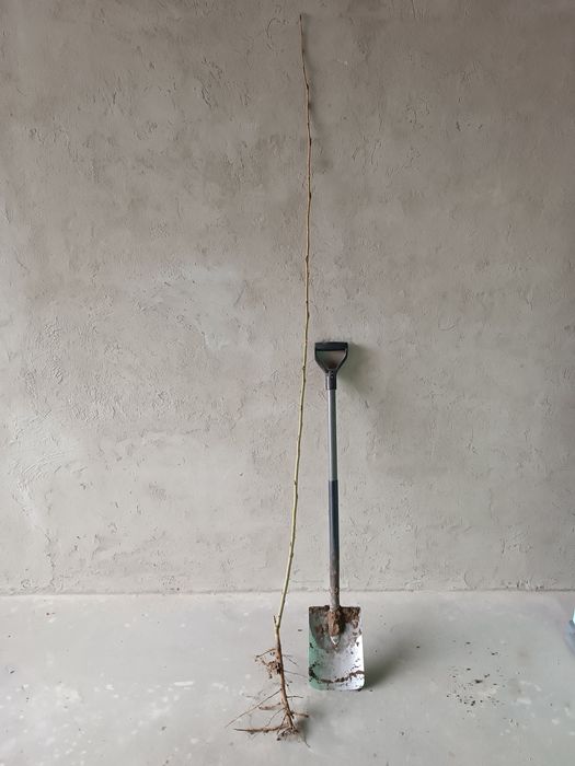 Topola szybkorosnąca-sadzonka