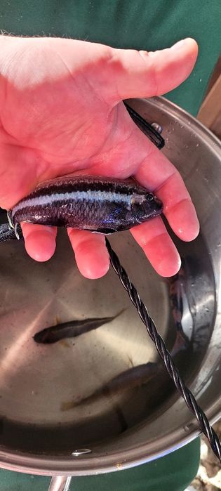 Dorosłe pyszczaki 12 cm