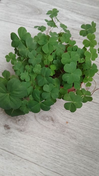 Кімнатна кіслиця,оксаліс