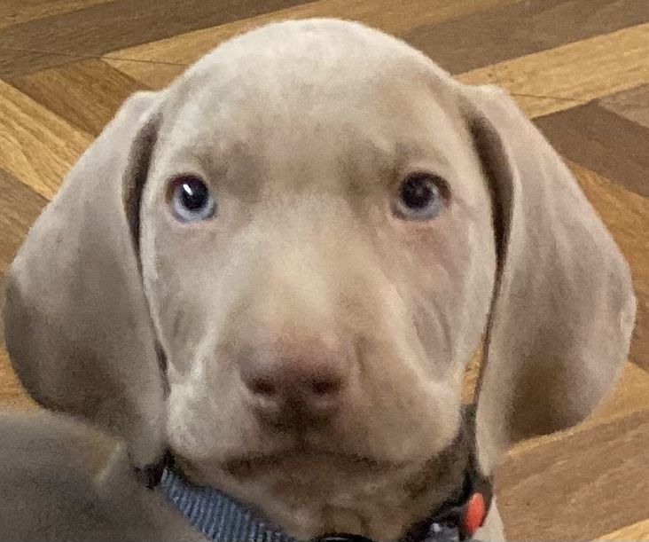 Szczeniak wyżeł wajmarski na sprzedasz