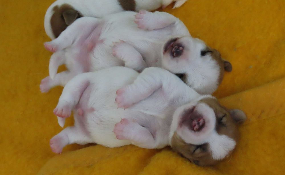 ZAPOWIEDŹ Suczka Jack Russell Terrier  "BREFIO" / bad. genetyczne