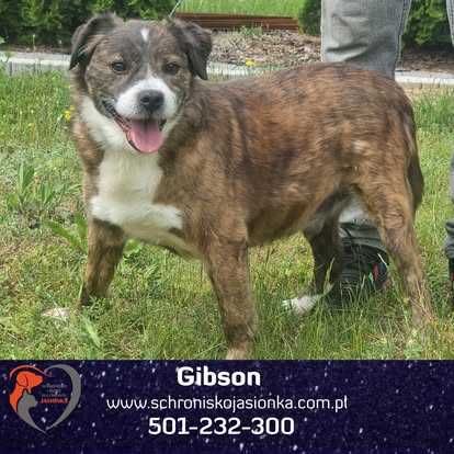 GIBSON do adopcji Schronisko Jasionka