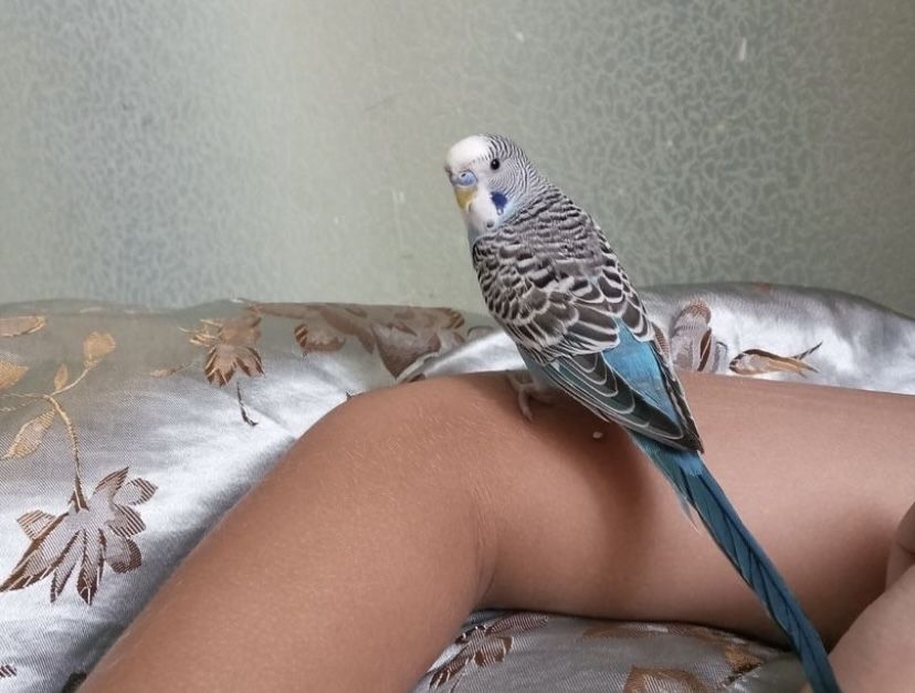 Догляд за вашими улюбленцями