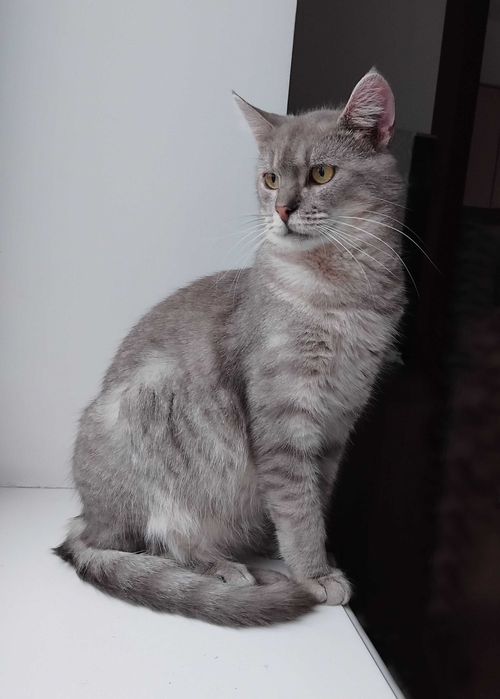 Унікальний Марті - метис Димчастої Австралійської кішки