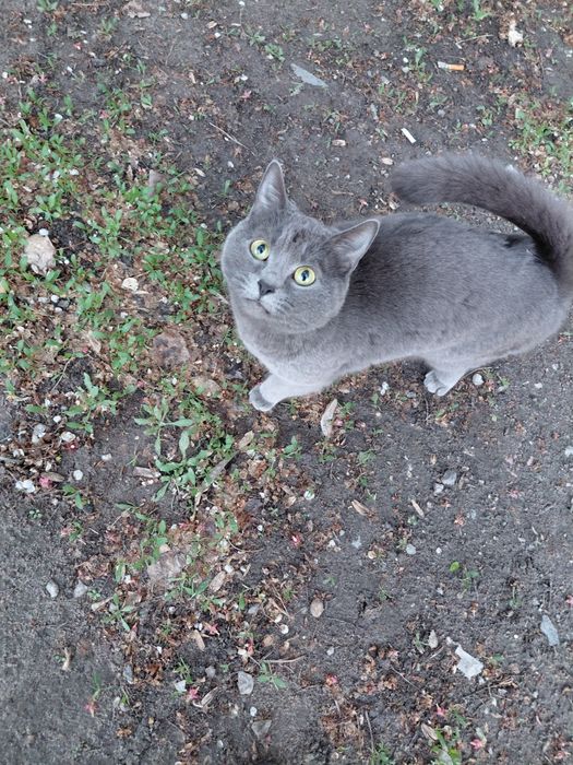 Котики в добрі руки