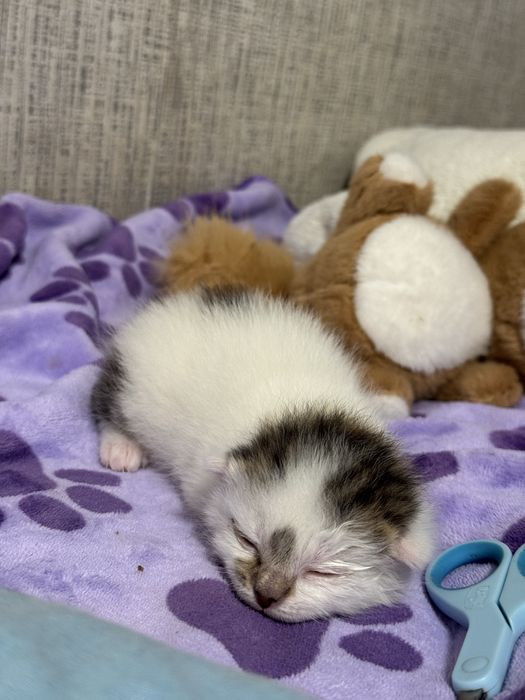 Вислоухий котик