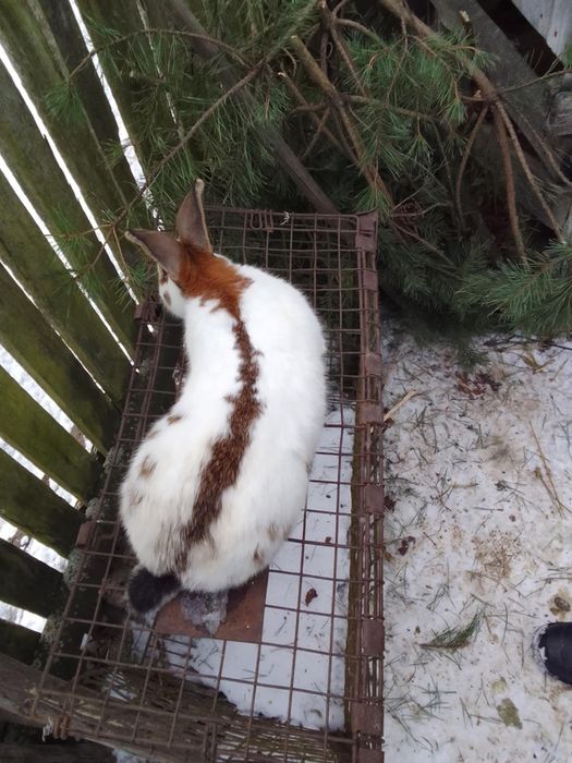 Królik srokacz olbrzym niemiecki Izabel