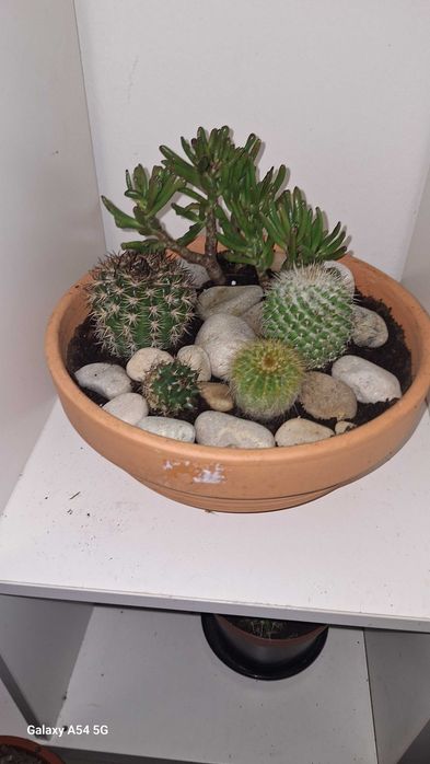 Vaso com 9 espécies de cactos