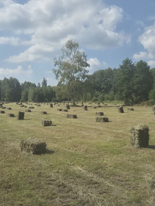 Siano ekologiczne w kostkach