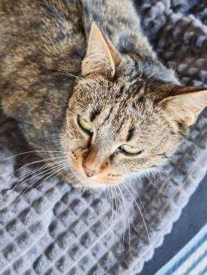 Dwie młode kotki do adopcji po śmierci właściciela