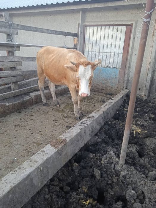 Тільні телиці телиця тільна