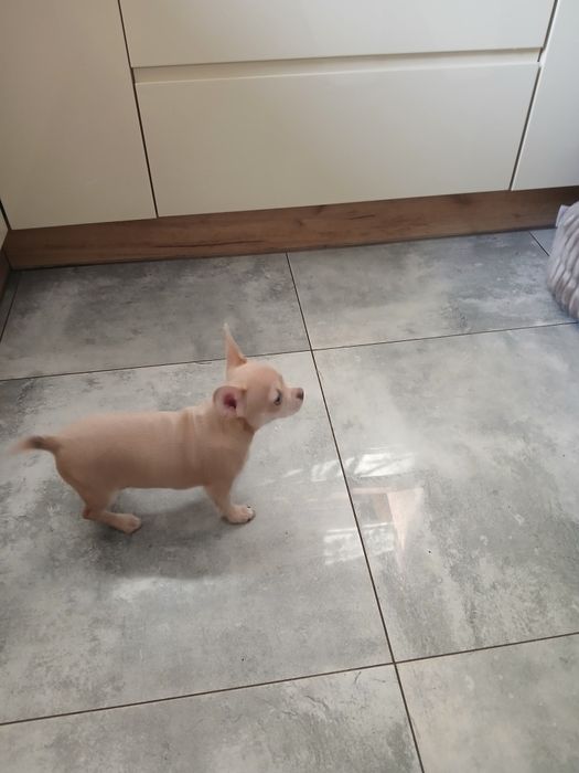 Piękny piesek Chihuahua
