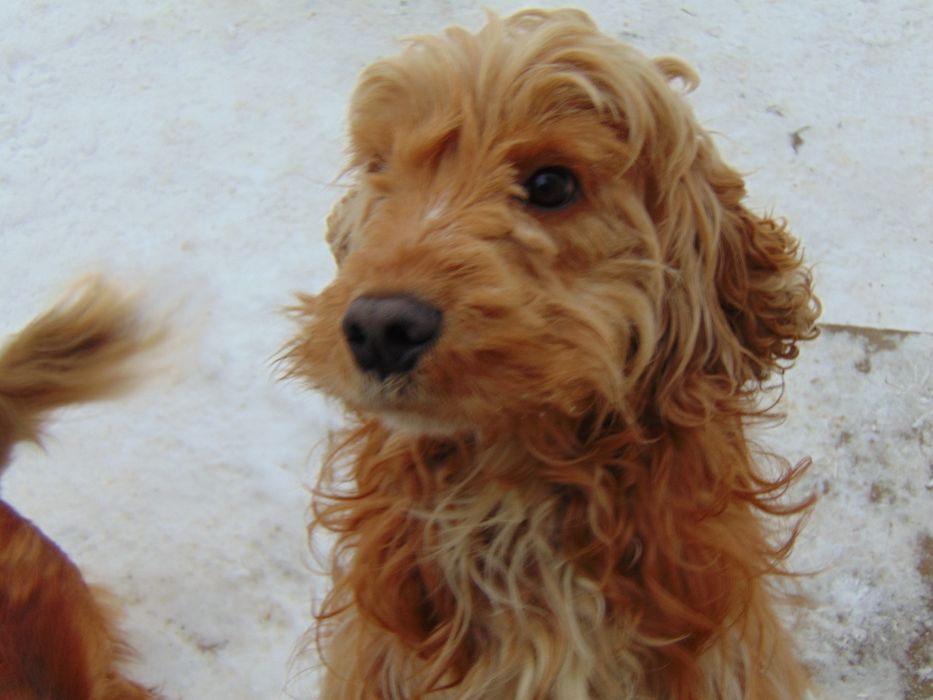 Zaginął starszy pies w typie cocker spaniela