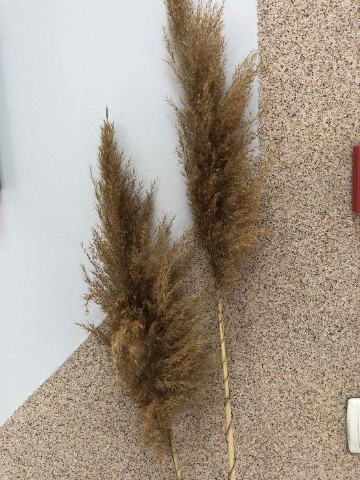 Продам очерет декор