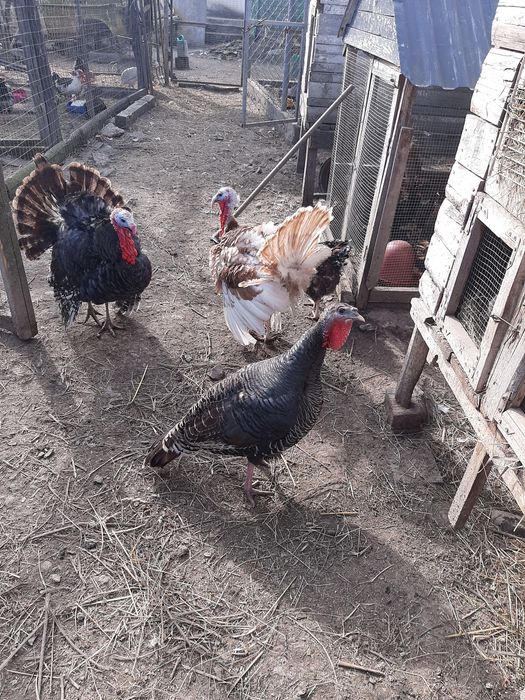 Індик гарні є пара