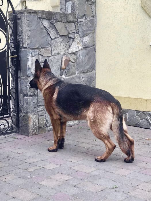 В‘язка німецької вівчарки