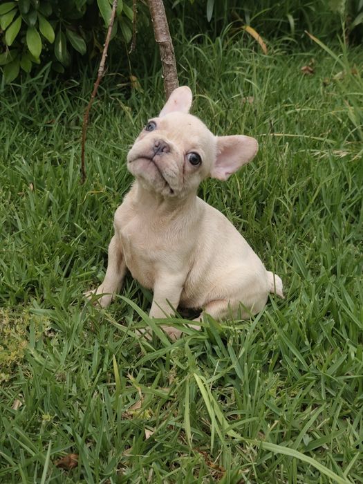 Buldogue francês macho