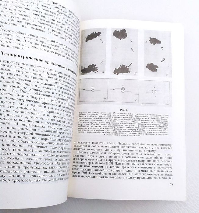 ПШЕНИЦА и ее улучшение виды выращивание уход селекция болезни помол