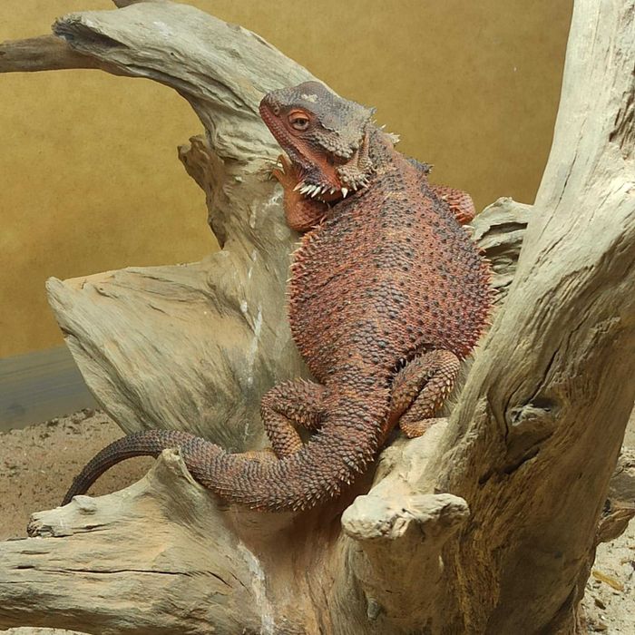 Dark Red monster 100%  het trans agama brodata