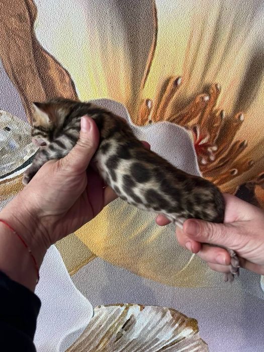 Бенгальские котята с документами