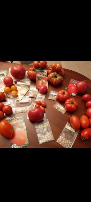 Nasiona pomidorów z Syberii