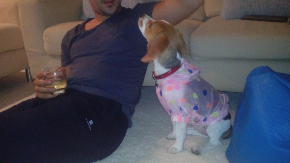 Casaco impermeável para cadela