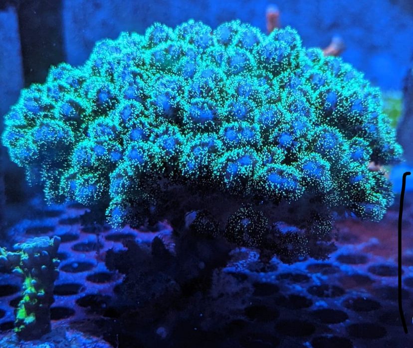 Pocillopora Damicornis Tricolor koralowce