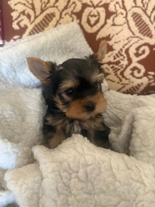 Sprzedam suczke yorkshire terrier