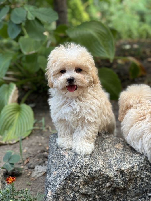 Мальтіпу хлопчик в типажі тедді