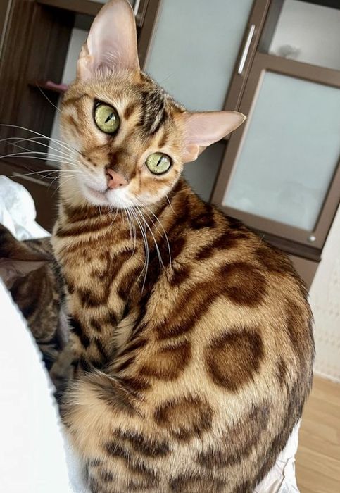 Чудові бенгальські кошенята