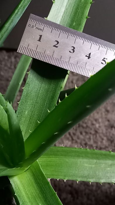 Алое вера Вазони