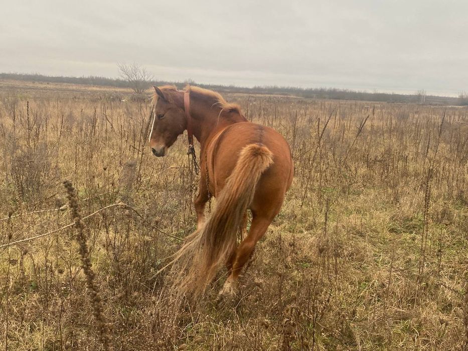 Продається робоча кобила